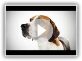 foxhound anglais - (Anglais Foxhound) Race de chien